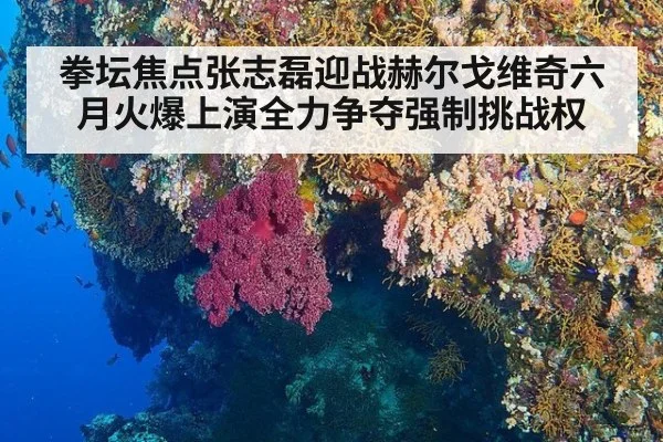 拳坛焦点张志磊迎战赫尔戈维奇六月火爆上演全力争夺强制挑战权